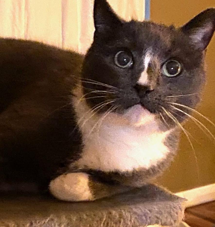 Raven*ADOPTION*PENDING