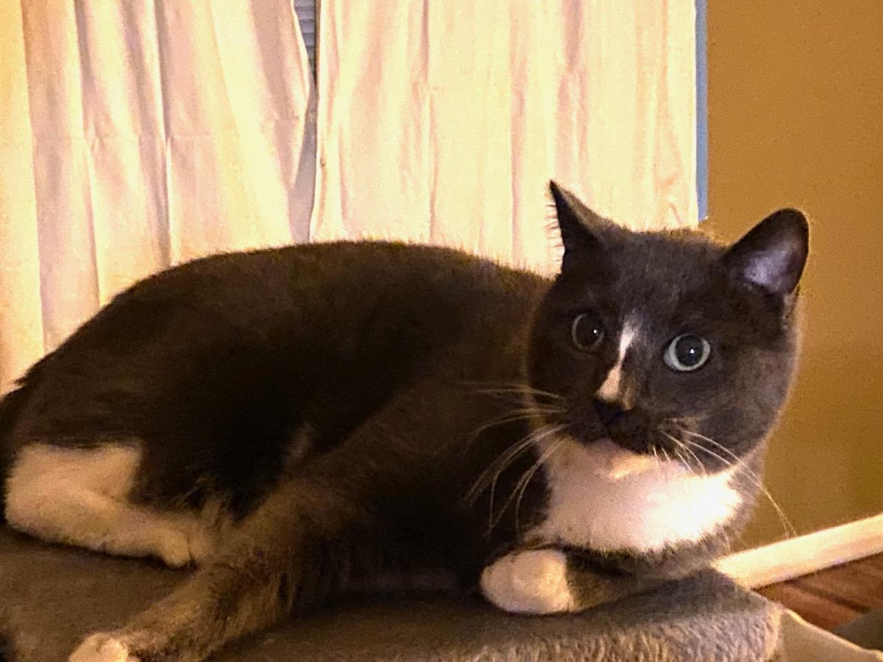 Raven*ADOPTION*PENDING