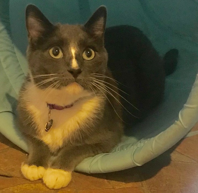 Raven, an adoptable Domestic Short Hair in Waverly, IA, 50677 | Photo Image 1
