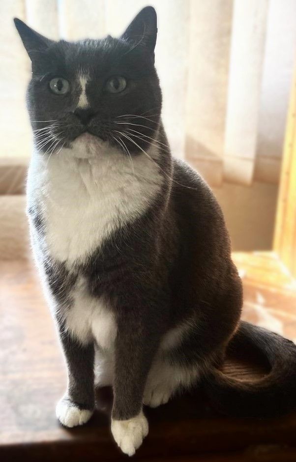 Raven, an adoptable Domestic Short Hair in Waverly, IA, 50677 | Photo Image 4
