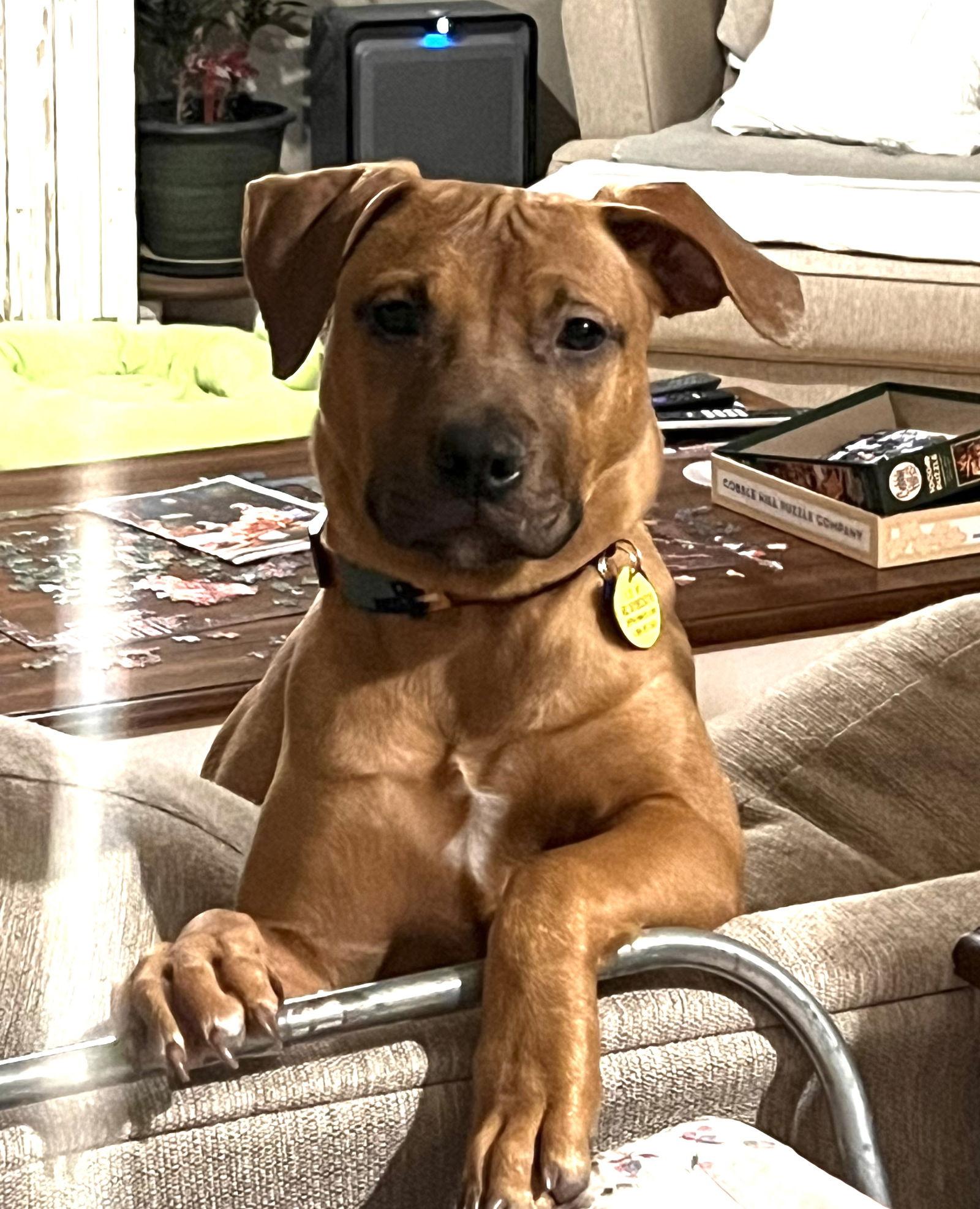 Josie, Adoptable, Young Female Labrador Retriever & Staffordshire Bull Terrier.