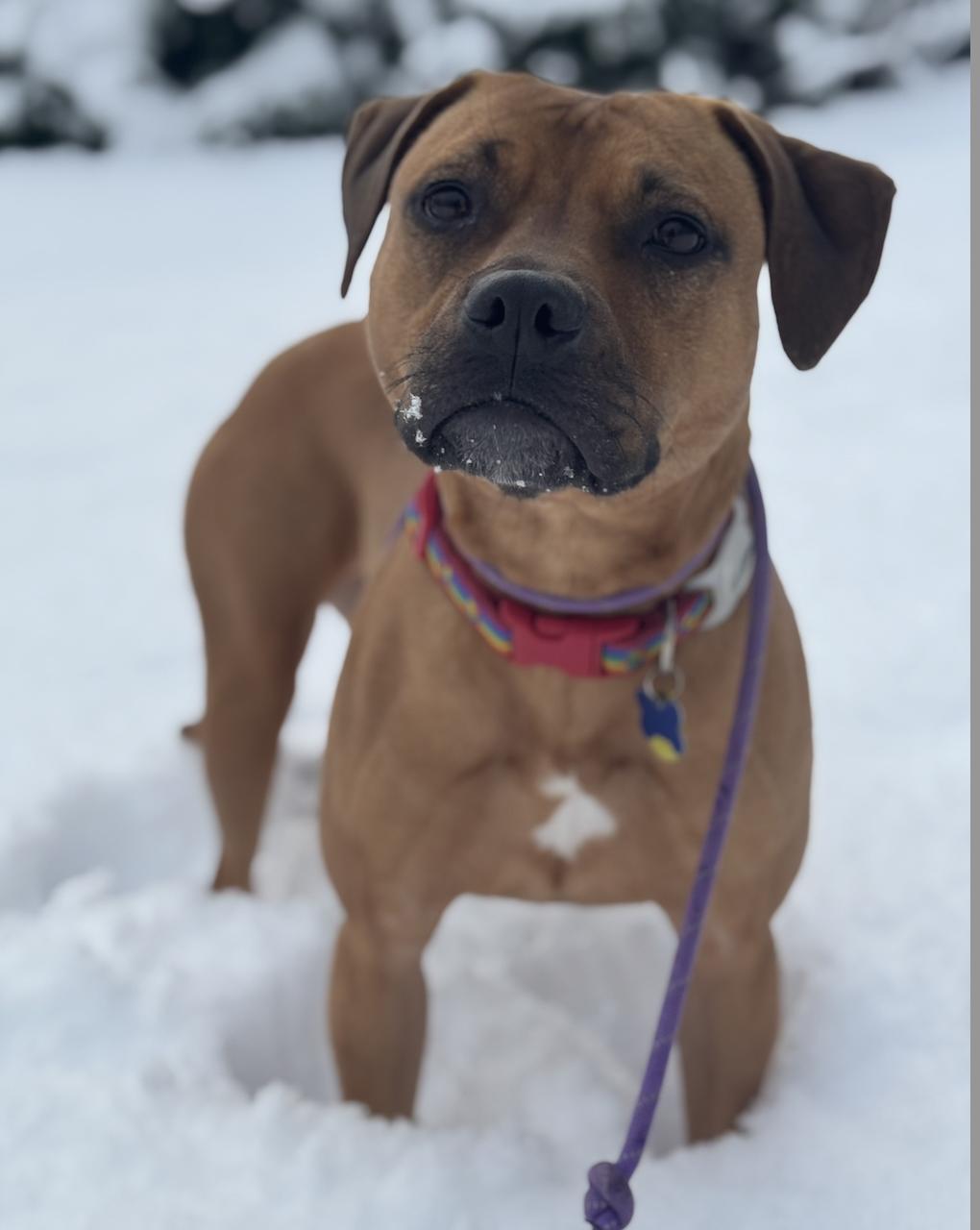 Josie, a Adoptable mixed breed in Seattle, WA image 2/3