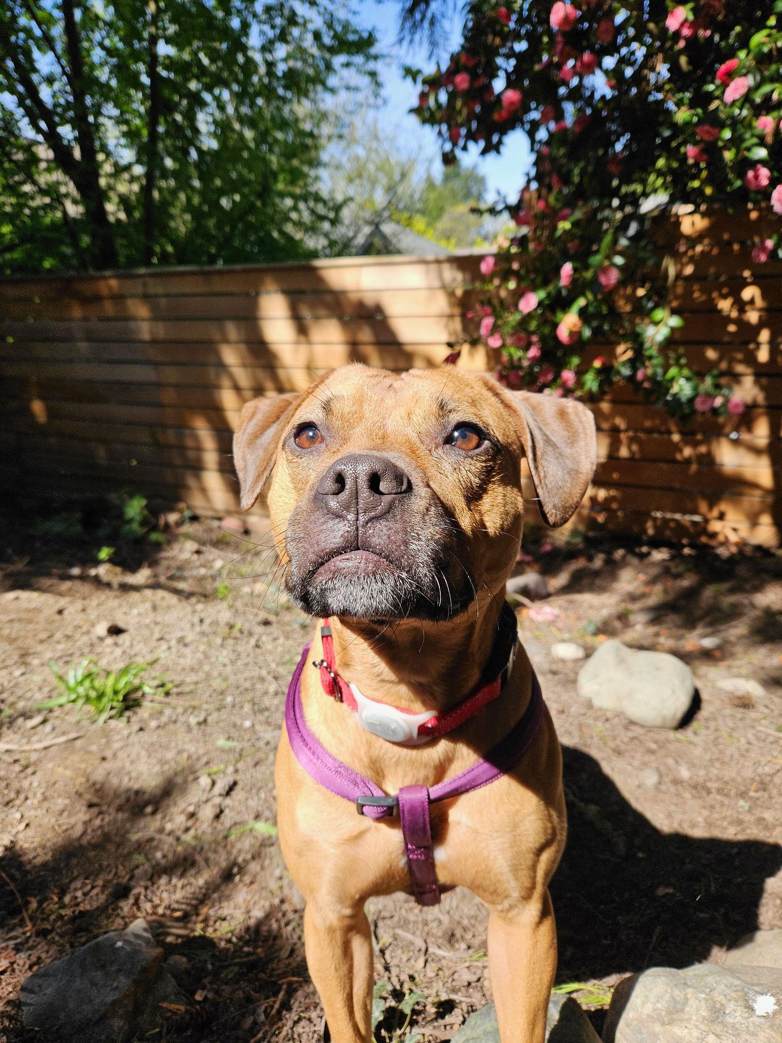 Josie, a Adoptable mixed breed in Seattle, WA image 3/3