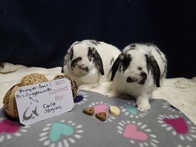 Enlarge Mrs. Bigglesworth and Thumper-Anne, a Adoptable mixed breed in Poughkeepsie, NY image 1/4