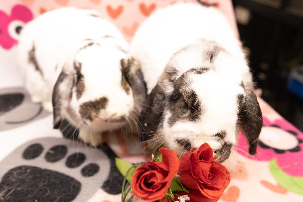 Enlarge Mrs. Bigglesworth and Thumper-Anne, a Adoptable mixed breed in Poughkeepsie, NY image 2/4