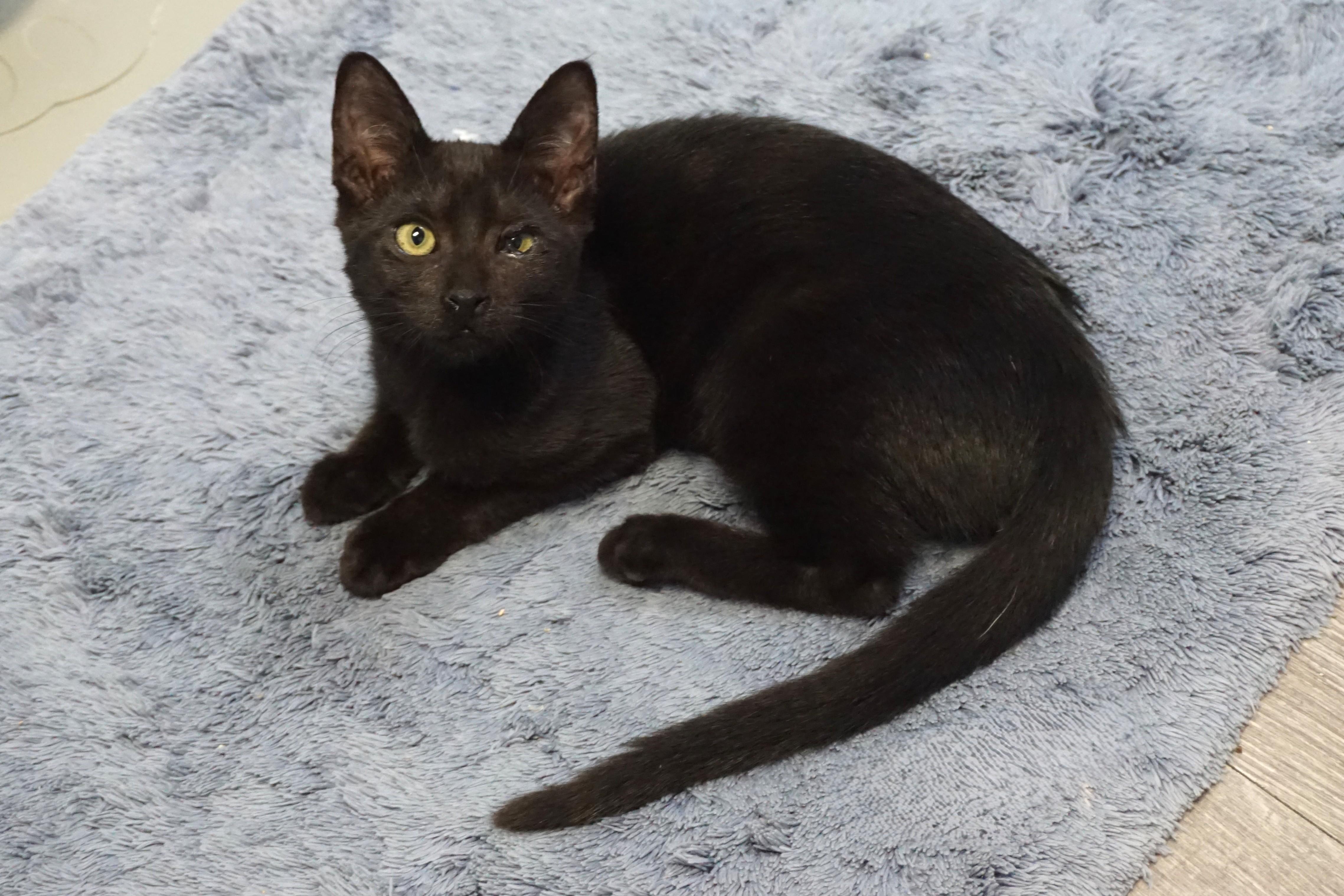 Enlarge Katrina, a Adoptable Domestic Short Hair in Fountain Hills, AZ image 1/4