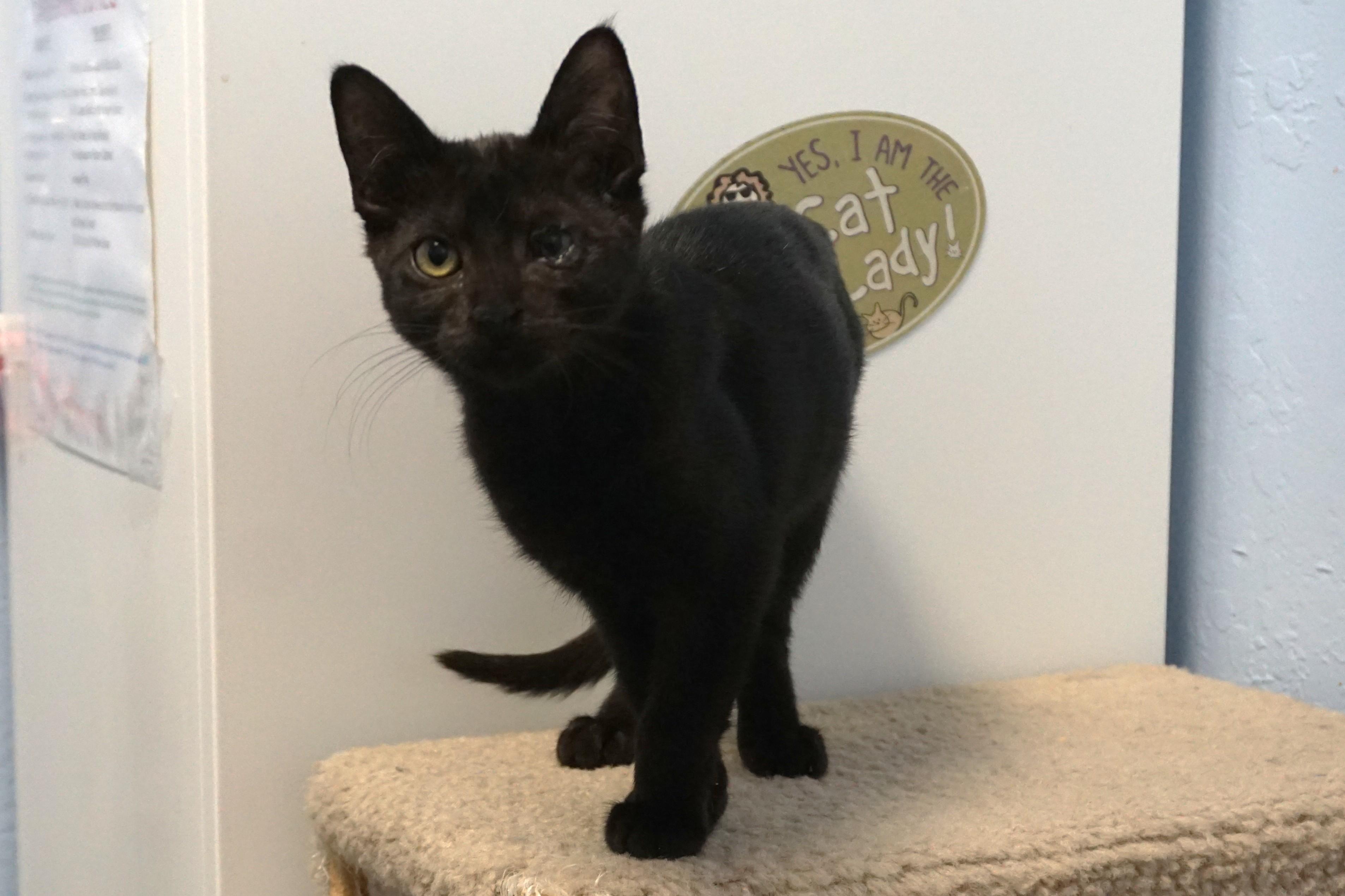 Enlarge Katrina, a Adoptable Domestic Short Hair in Fountain Hills, AZ image 4/4