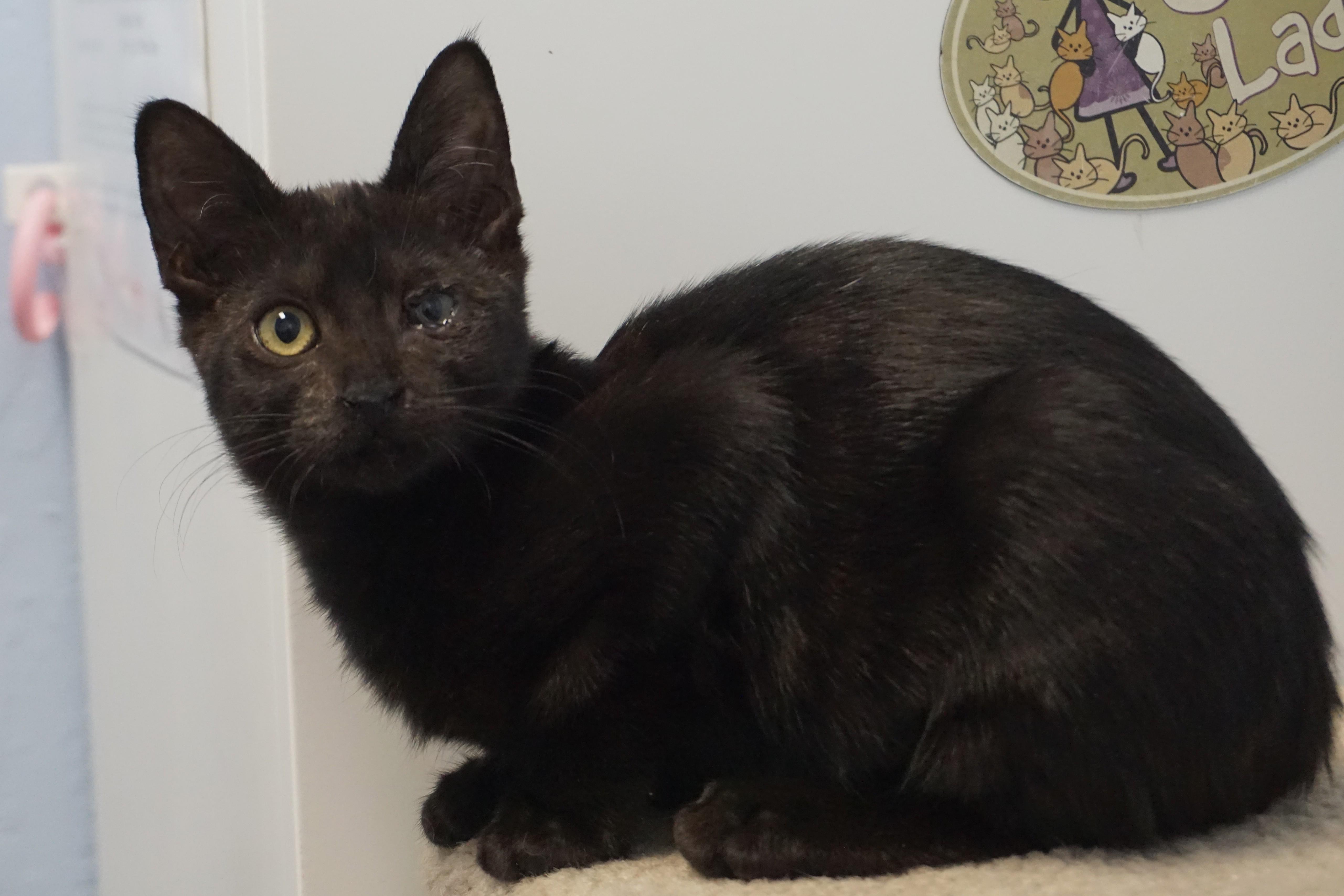 Enlarge Katrina, a Adoptable Domestic Short Hair in Fountain Hills, AZ image 3/4