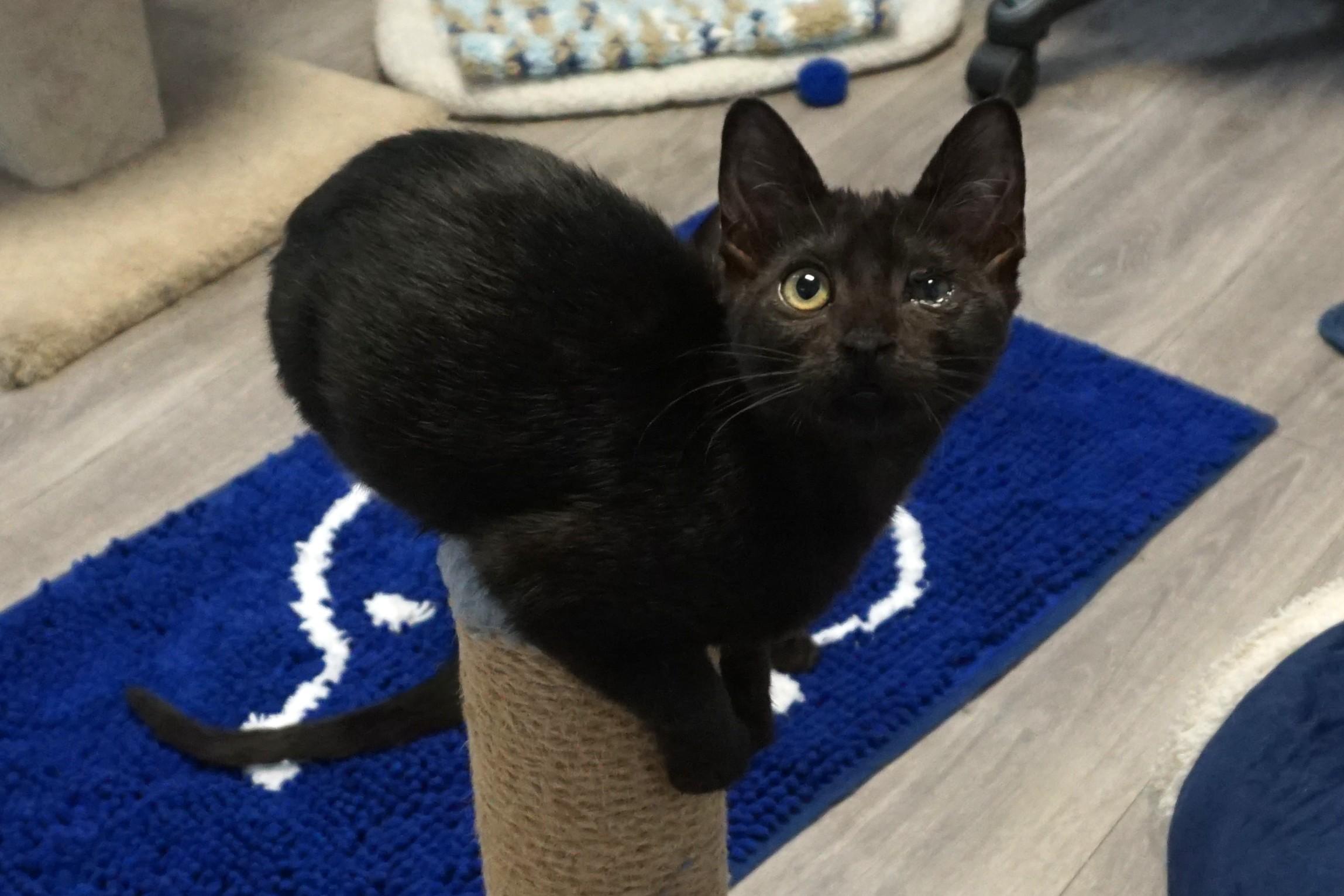 Enlarge Katrina, a Adoptable Domestic Short Hair in Fountain Hills, AZ image 2/4
