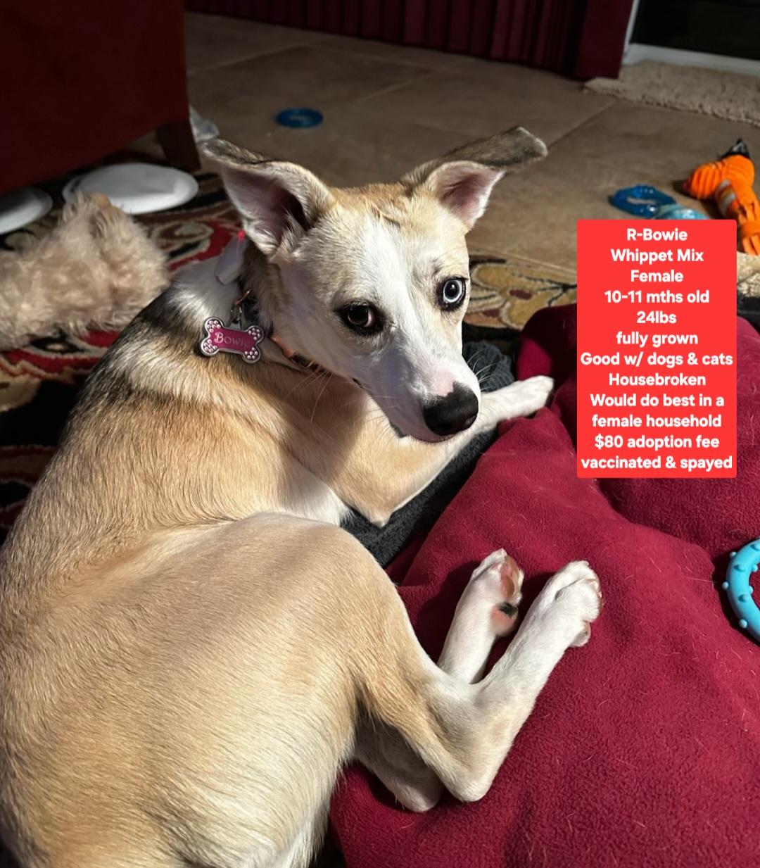 R-Bowie, Adoptable, Young Female Whippet.