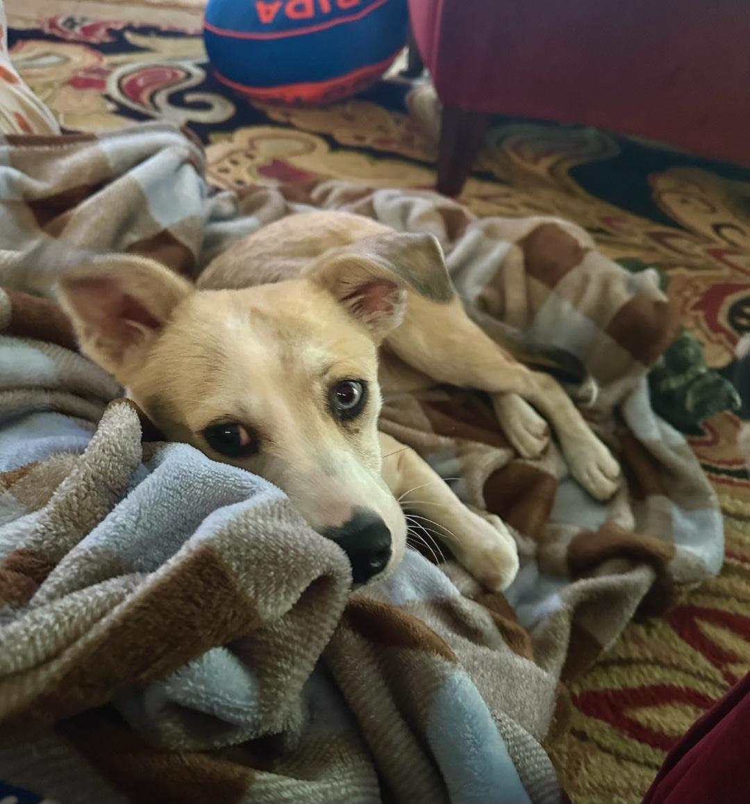 Enlarge R-Bowie, a Adoptable mixed breed in Oviedo, FL image 2/2