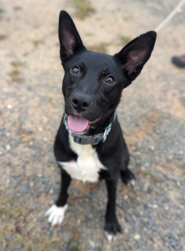 Ganderin Goose, Adoptable, Young Female Australian Kelpie & Shepherd.
