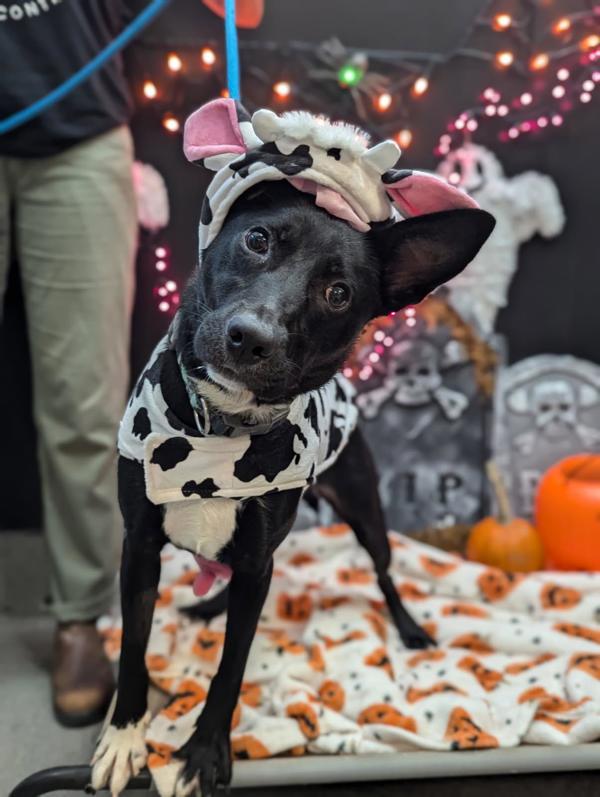 Enlarge Ganderin Goose, a Adoptable mixed breed in Richmond, VA image 2/6
