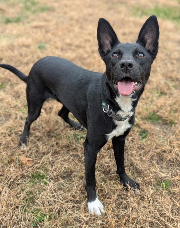 Enlarge Ganderin Goose, a Adoptable mixed breed in Richmond, VA image 3/6