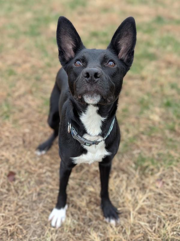 Enlarge Ganderin Goose, a Adoptable mixed breed in Richmond, VA image 6/6