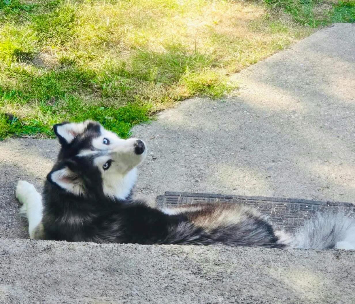 Enlarge SHADOW- Needs a foster/forever home!, an adopted Husky in Birmingham, MI image 3/4