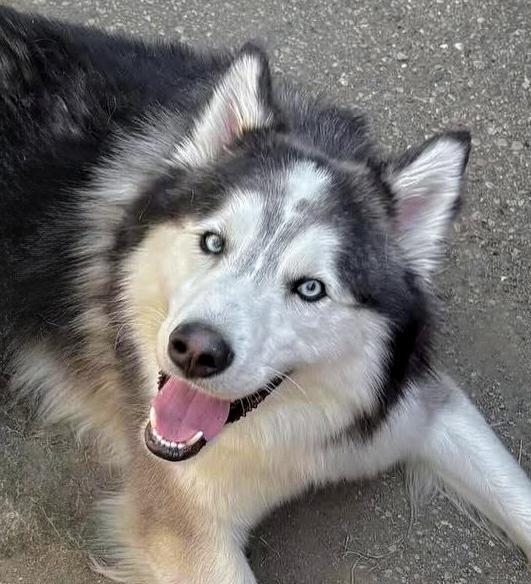 SHADOW- Needs a foster/forever home!, adopted, Adult Male Husky.