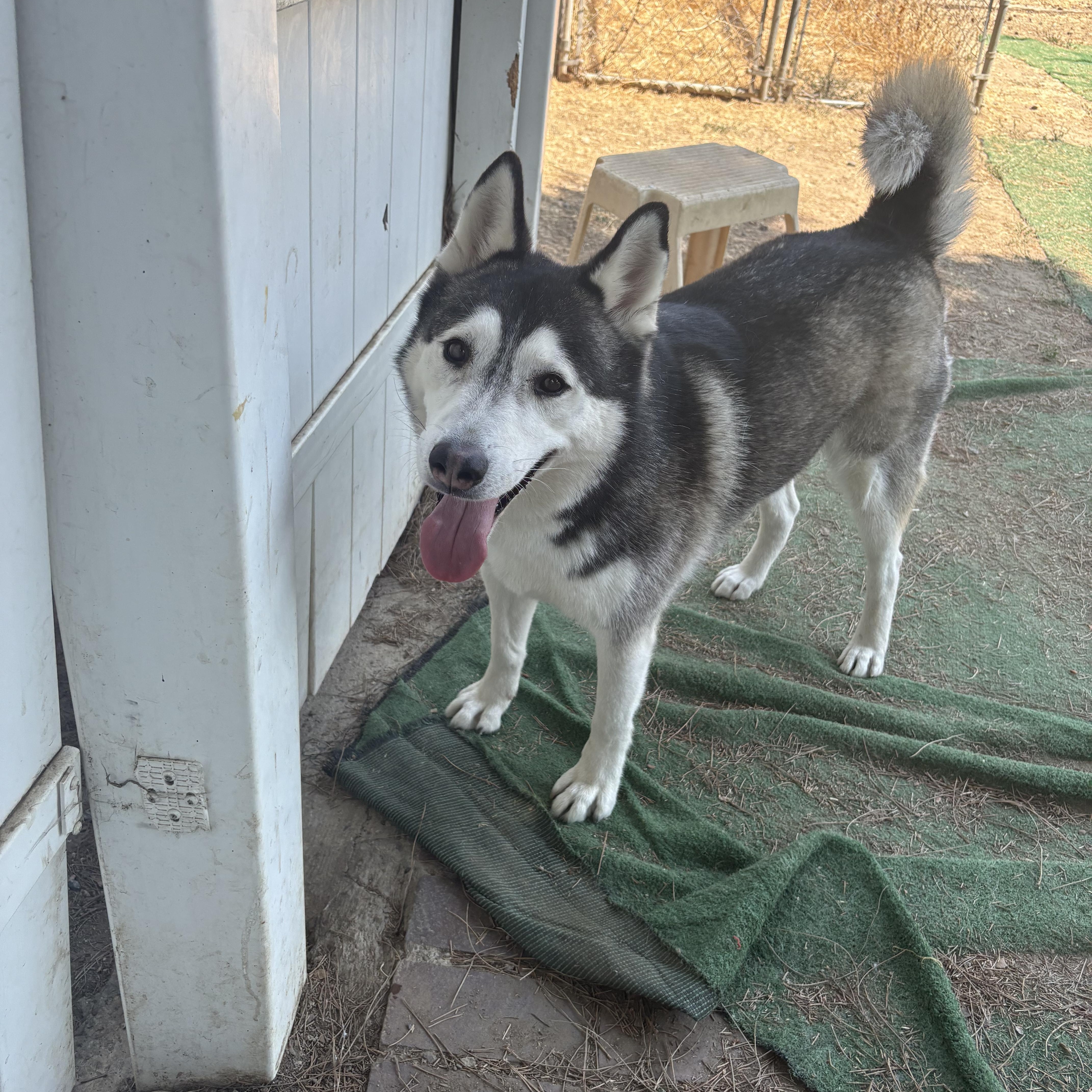 Slinky needs a foster home immediately or Forever home, Adult Male unknown