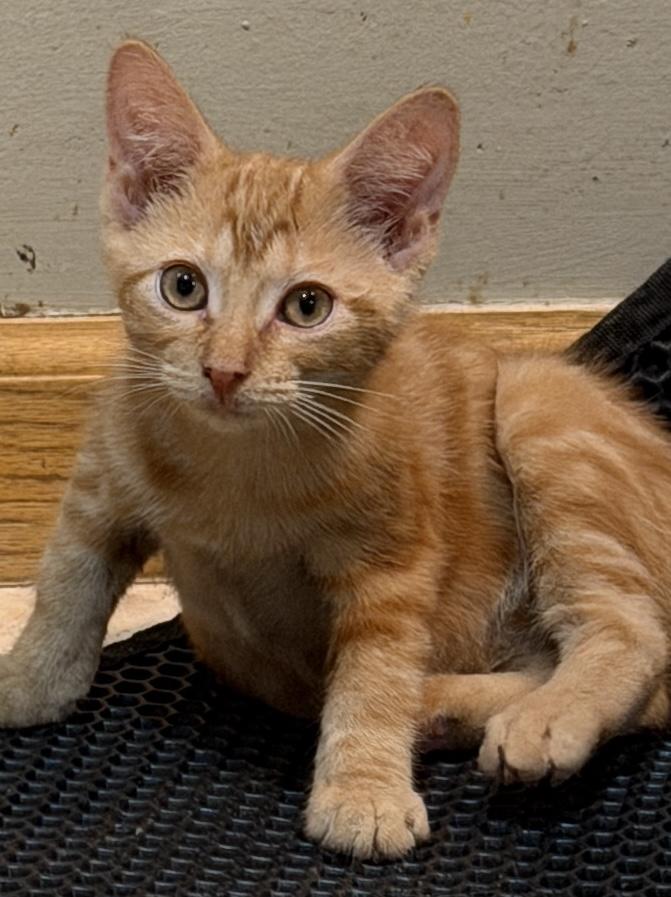 Oslo, Adoptable, Kitten Male Domestic Short Hair.