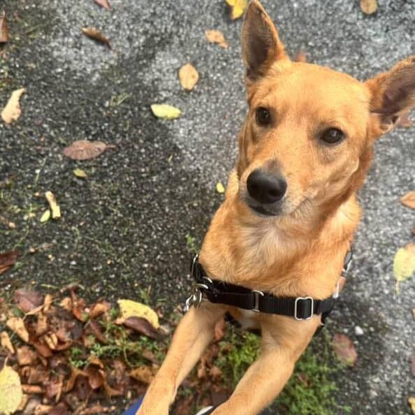 Bruno, a Adopted mixed breed in Beacon, NY image 1/5