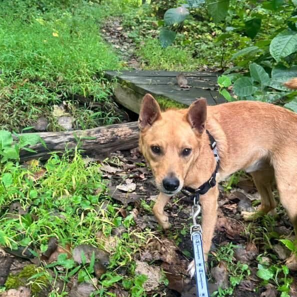 Bruno, a Adopted mixed breed in Beacon, NY image 3/5