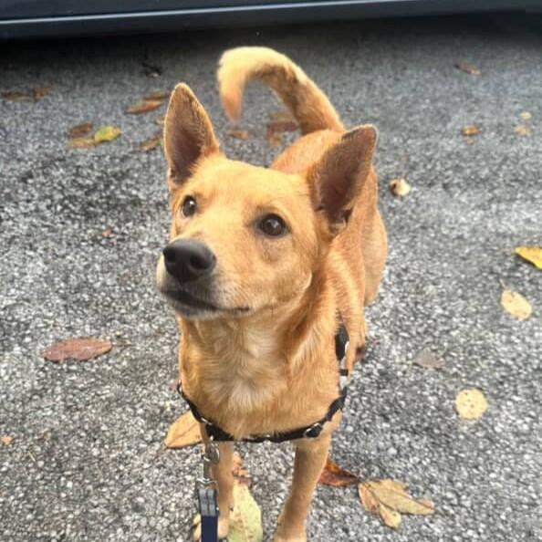 Bruno, a Adopted mixed breed in Beacon, NY image 4/5