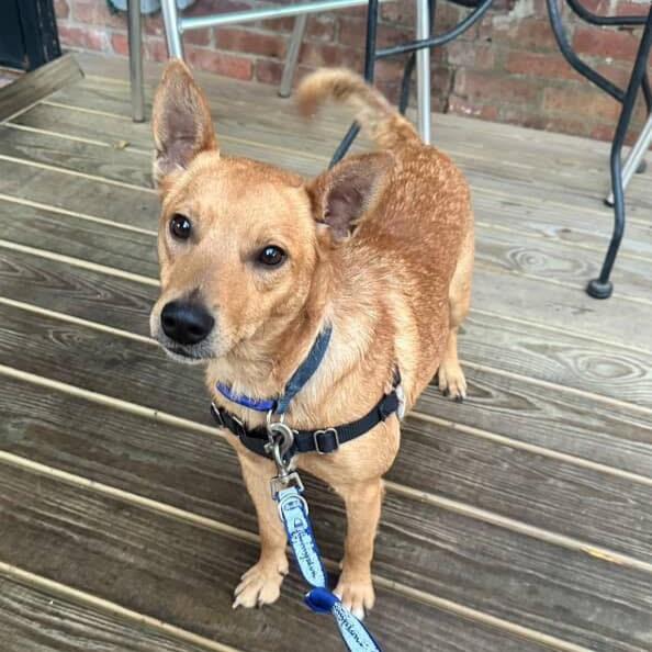 Bruno, a Adopted mixed breed in Beacon, NY image 5/5