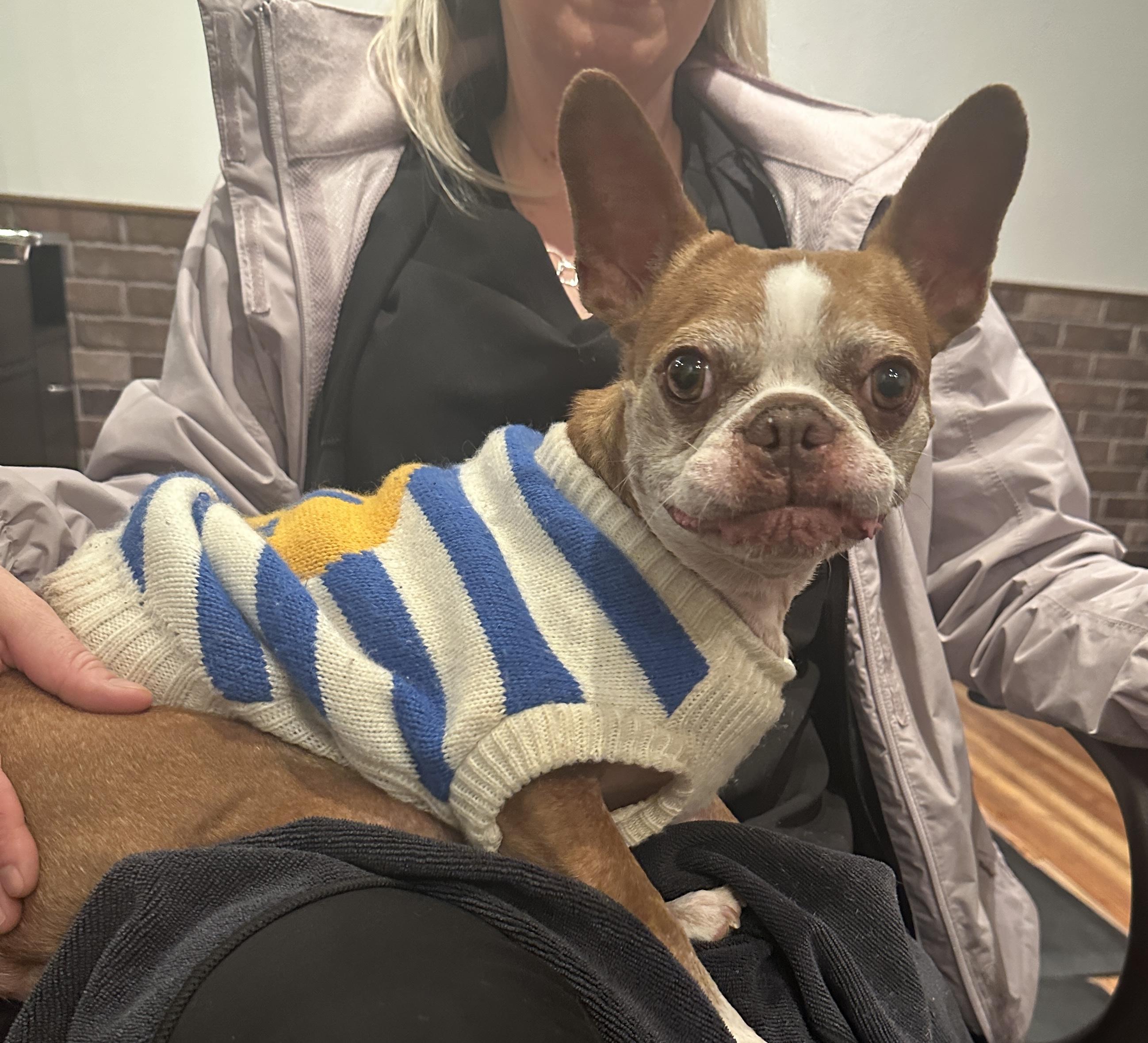 Daisy, ADOPTABLE, Adult Female Boston Terrier.