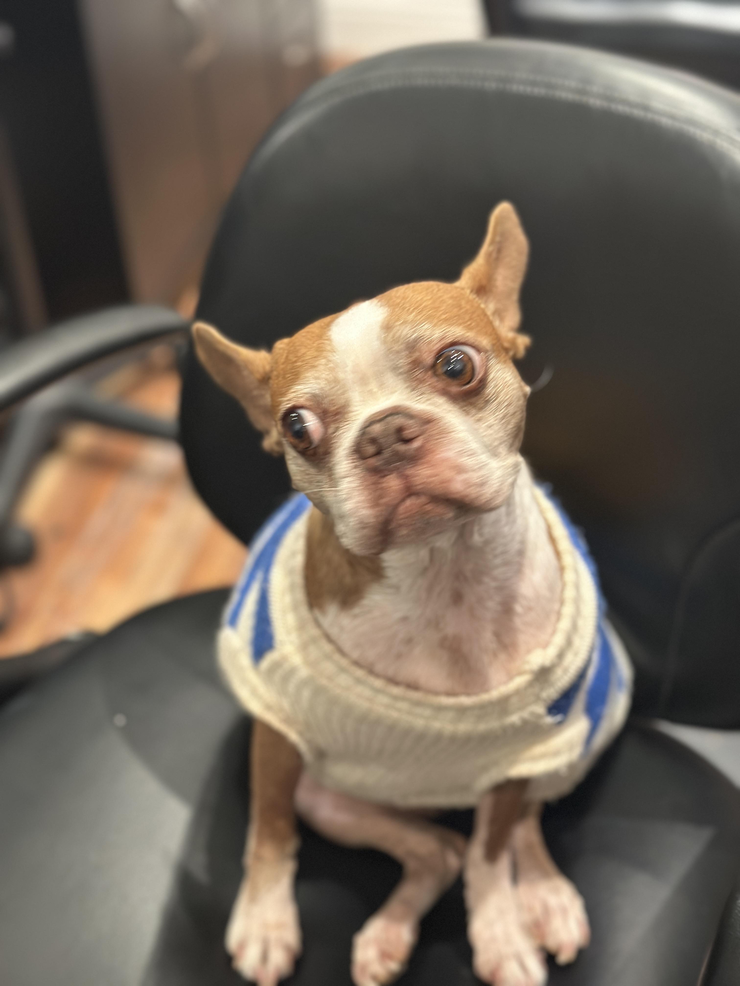 Enlarge Daisy, a ADOPTABLE Boston Terrier in Penryn, CA image 2/2