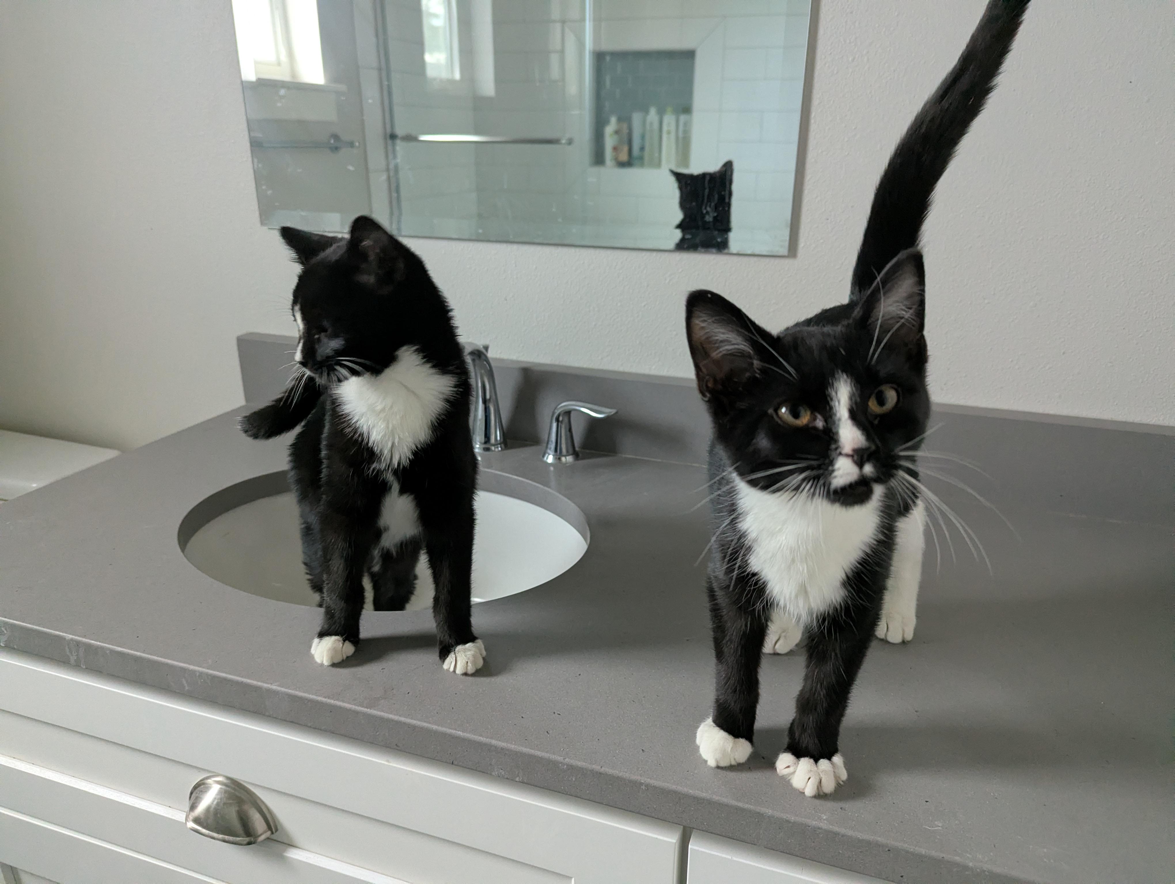 Enlarge Cinder, a Adoptable mixed breed in West Richland, WA image 2/4