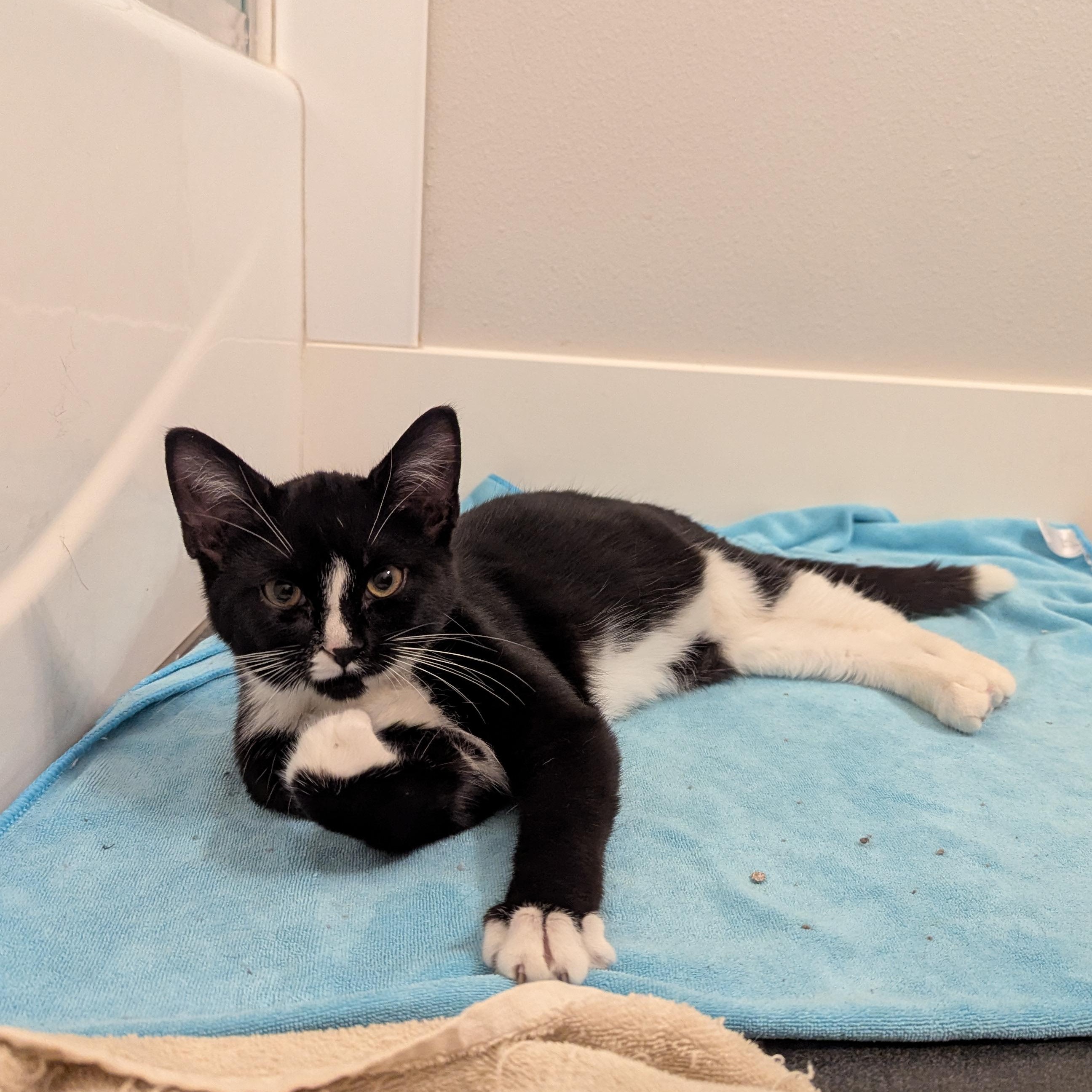 Cinder, Adoptable, Kitten Male Domestic Short Hair & Tuxedo.