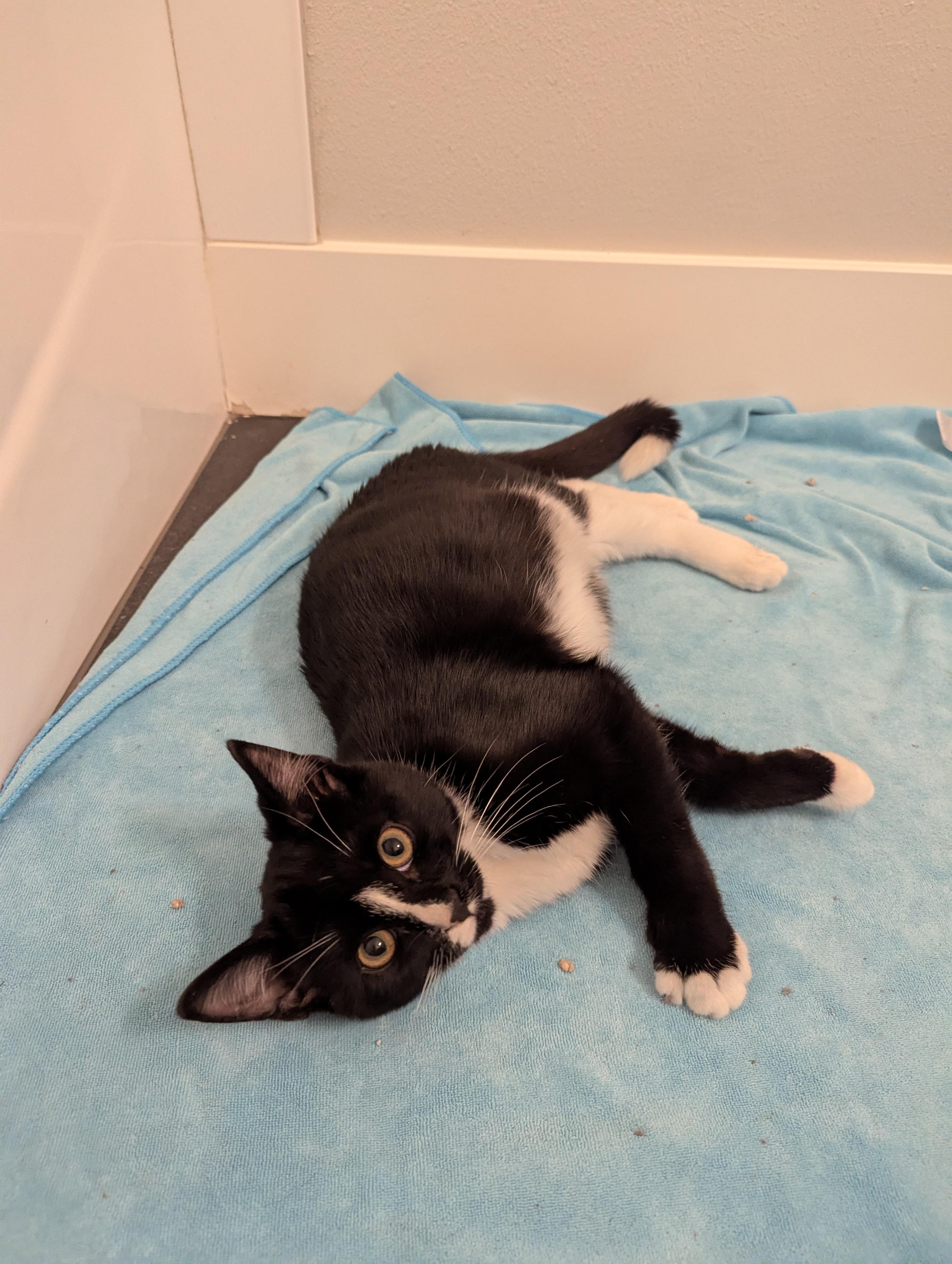 Enlarge Cinder, a Adoptable mixed breed in West Richland, WA image 3/4