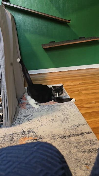 Enlarge Cinder, a Adoptable mixed breed in West Richland, WA video 4/4