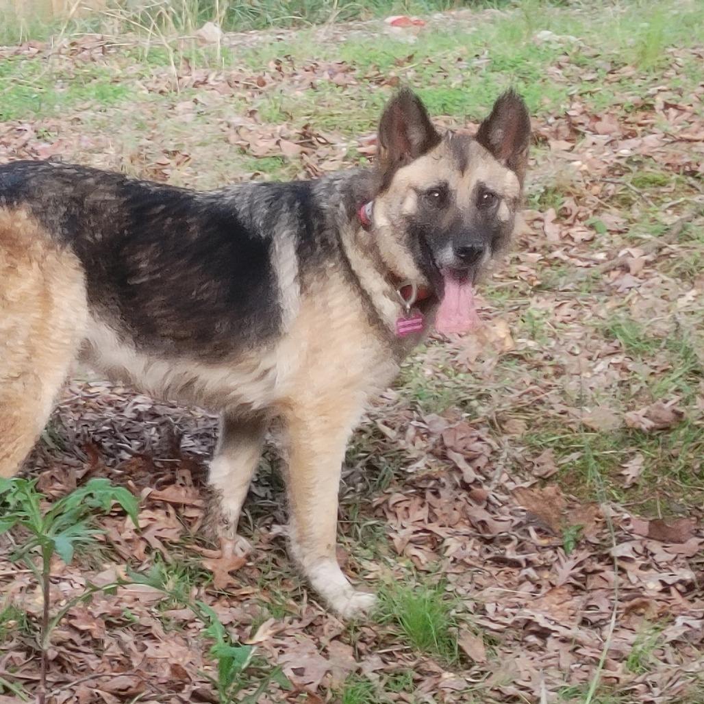 Princess Leia, Adoptable, Adult Female German Shepherd Dog & Akita.
