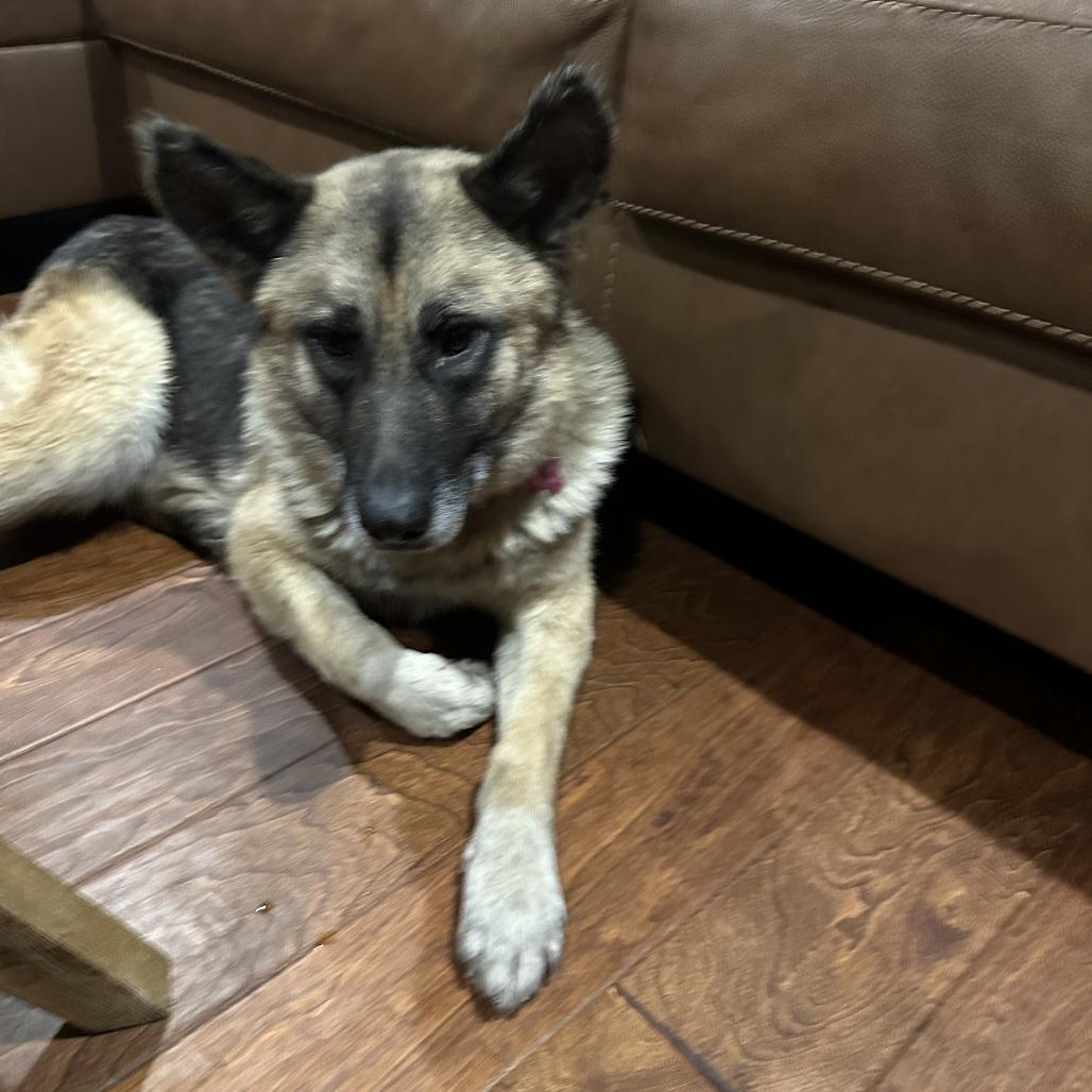 Enlarge Princess Leia, a Adoptable mixed breed in Little Rock, AR image 2/3