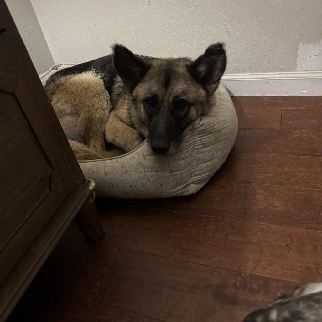 Princess Leia thumbnail 3