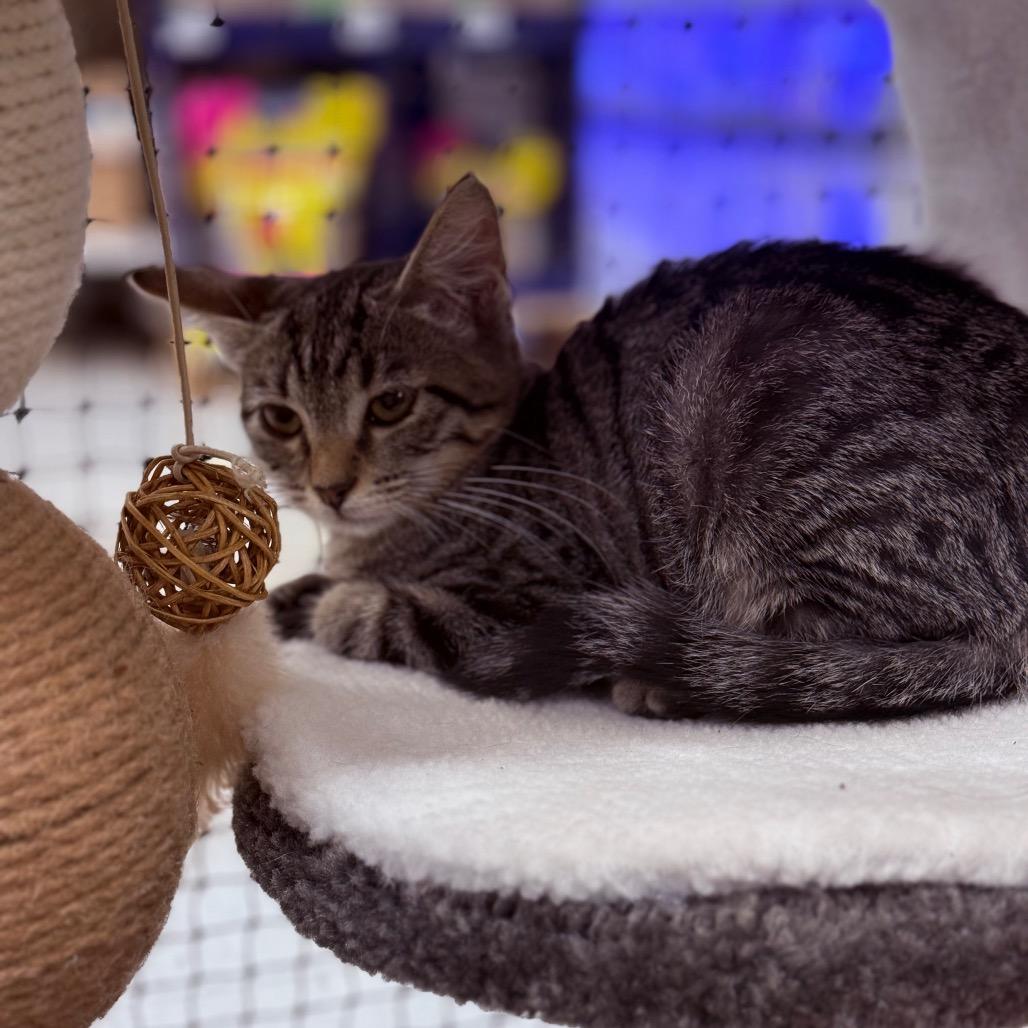 Enlarge Skye, a Adoptable Domestic Medium Hair in Asher, OK image 2/2