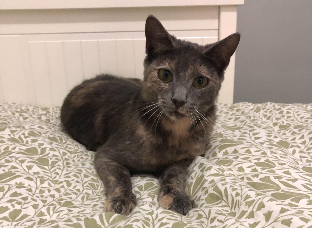 Enlarge Penelope (bonded with Vivian), a Adoptable Domestic Short Hair in Springdale, PA image 1/6