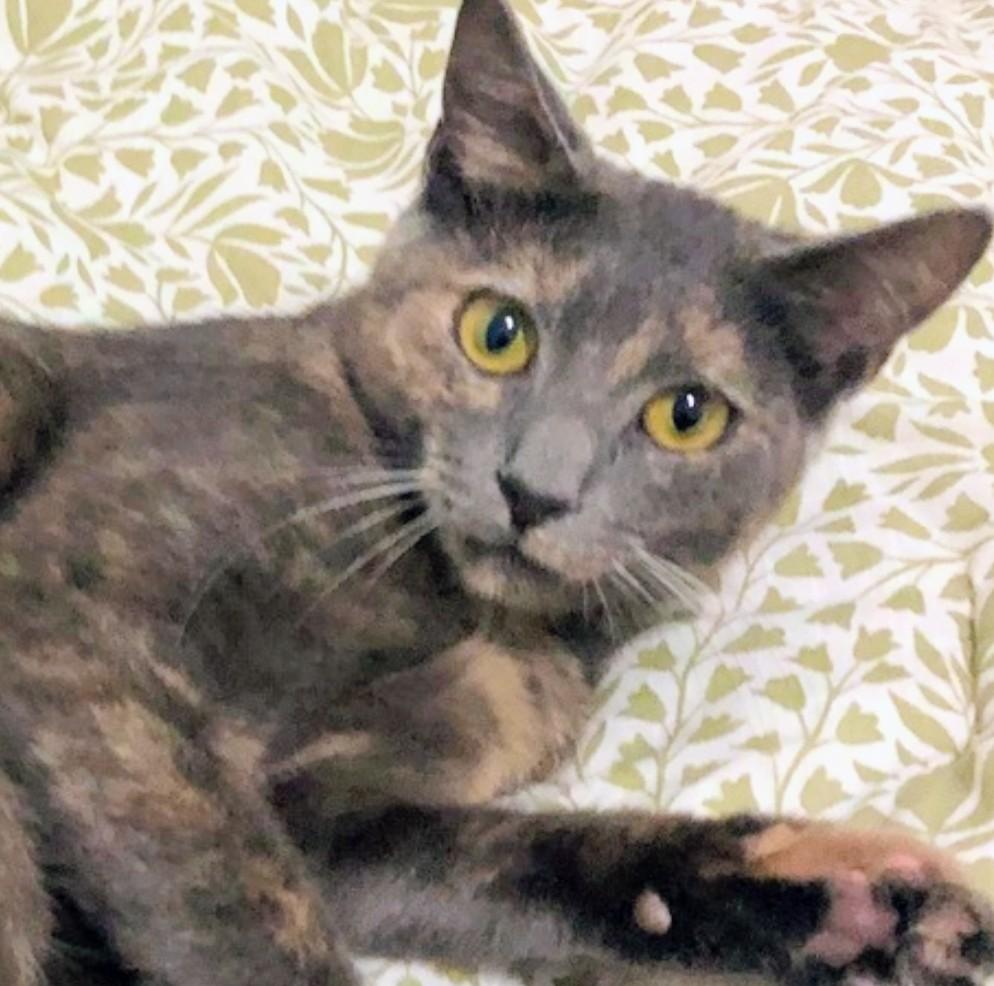 Enlarge Penelope (bonded with Vivian), a Adoptable Domestic Short Hair in Springdale, PA image 2/6