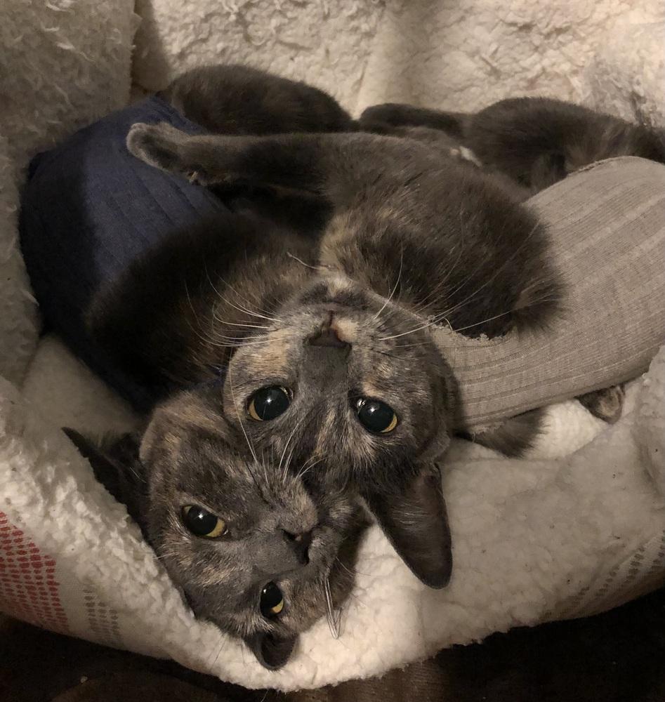 Enlarge Penelope (bonded with Vivian), a Adoptable Domestic Short Hair in Springdale, PA image 3/6