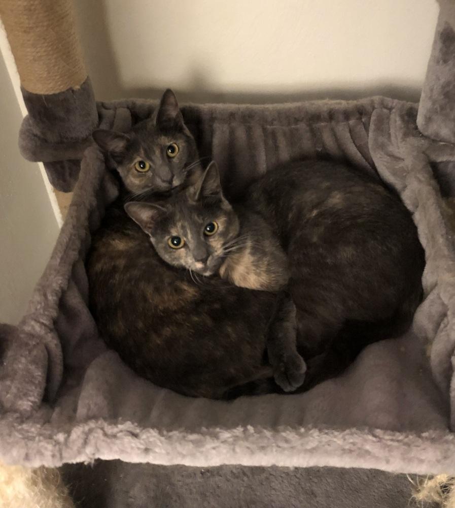 Enlarge Penelope (bonded with Vivian), a Adoptable Domestic Short Hair in Springdale, PA image 4/6