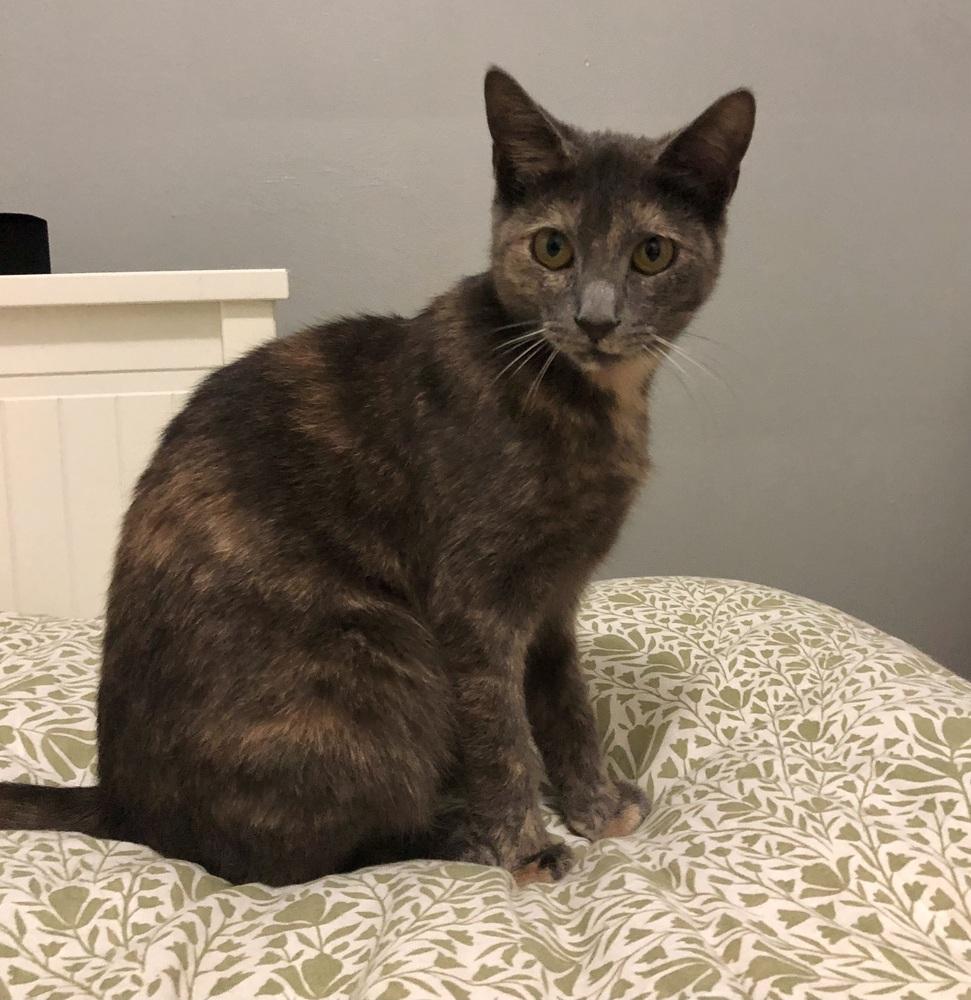 Enlarge Penelope (bonded with Vivian), a Adoptable Domestic Short Hair in Springdale, PA image 5/6