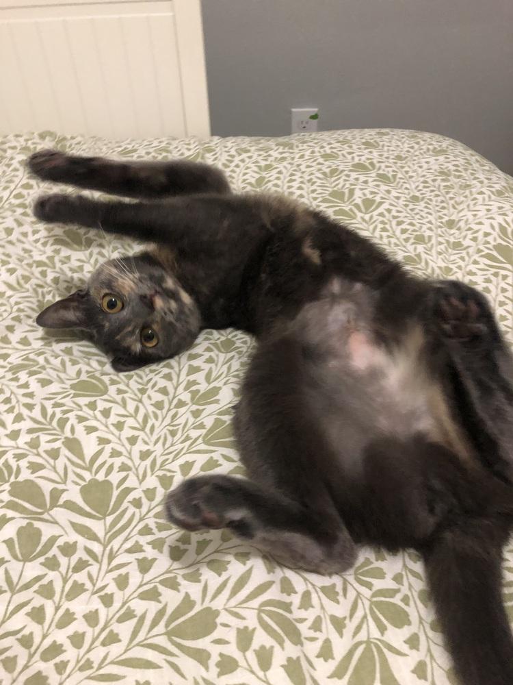 Enlarge Penelope (bonded with Vivian), a Adoptable Domestic Short Hair in Springdale, PA image 6/6