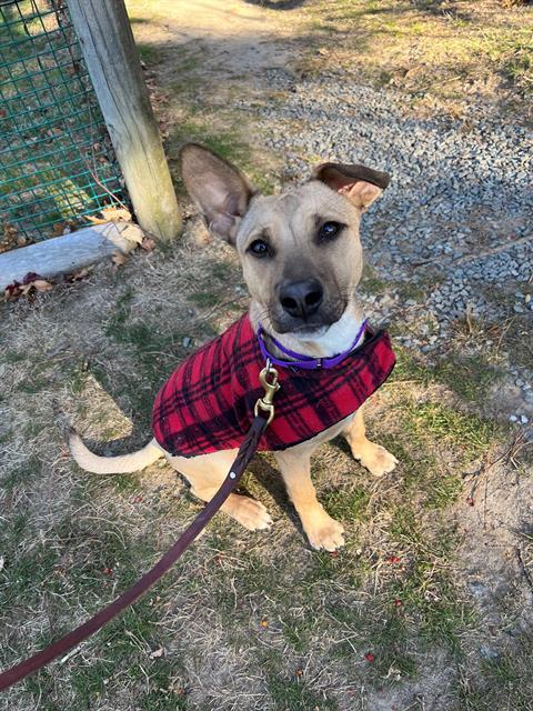 MARIGOLD, Adoptable, Young Female Black Mouth Cur & Mixed Breed.