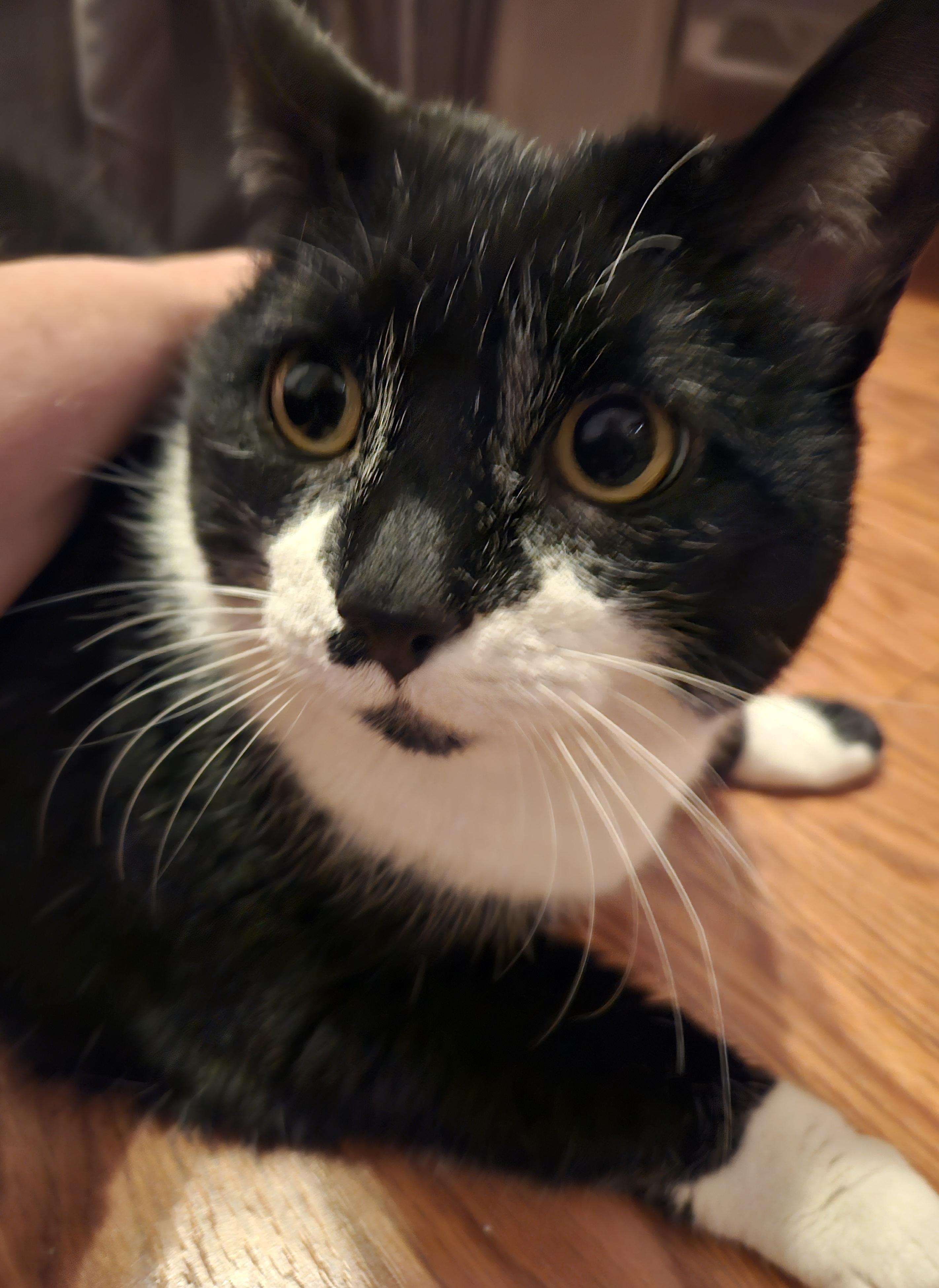 Venus & Serena-URGENT!, Adoptable, Senior Female Tuxedo & Domestic Short Hair.