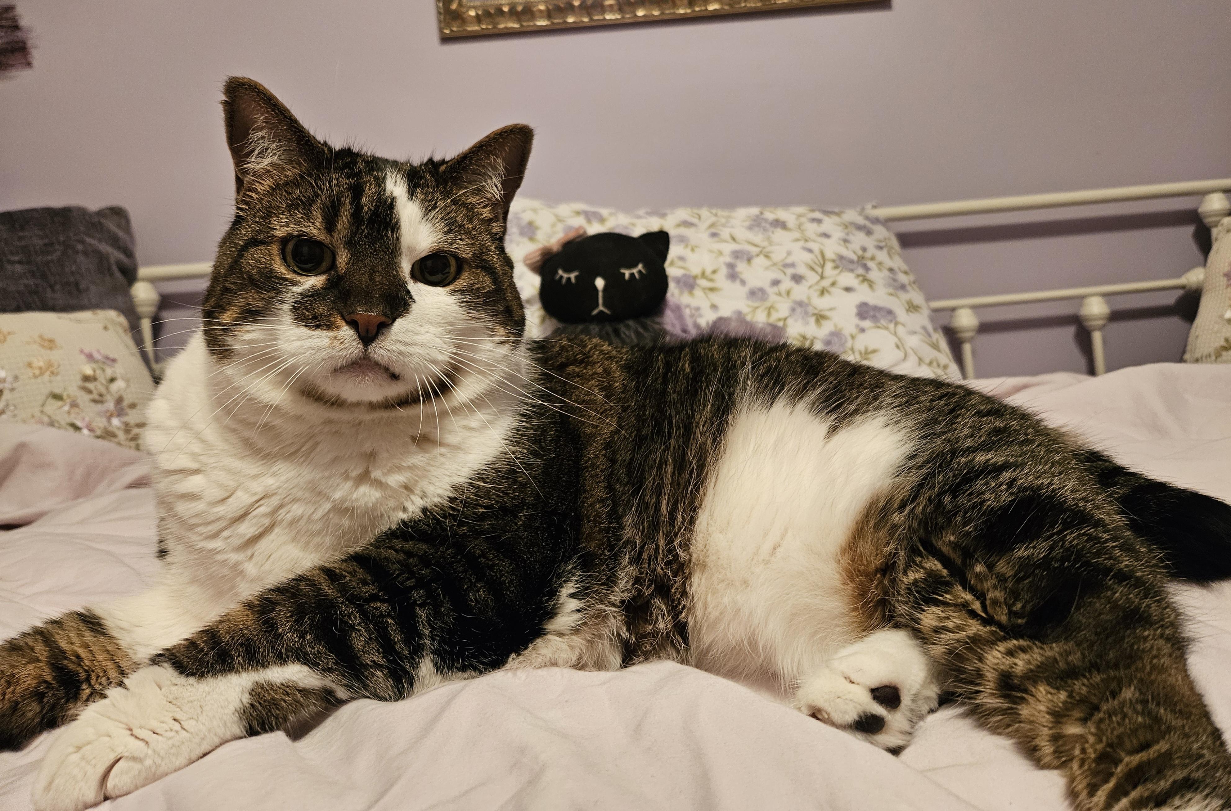 Enlarge Venus & Serena-bonded pair, a Adoptable mixed breed in Berlin, CT image 5/5