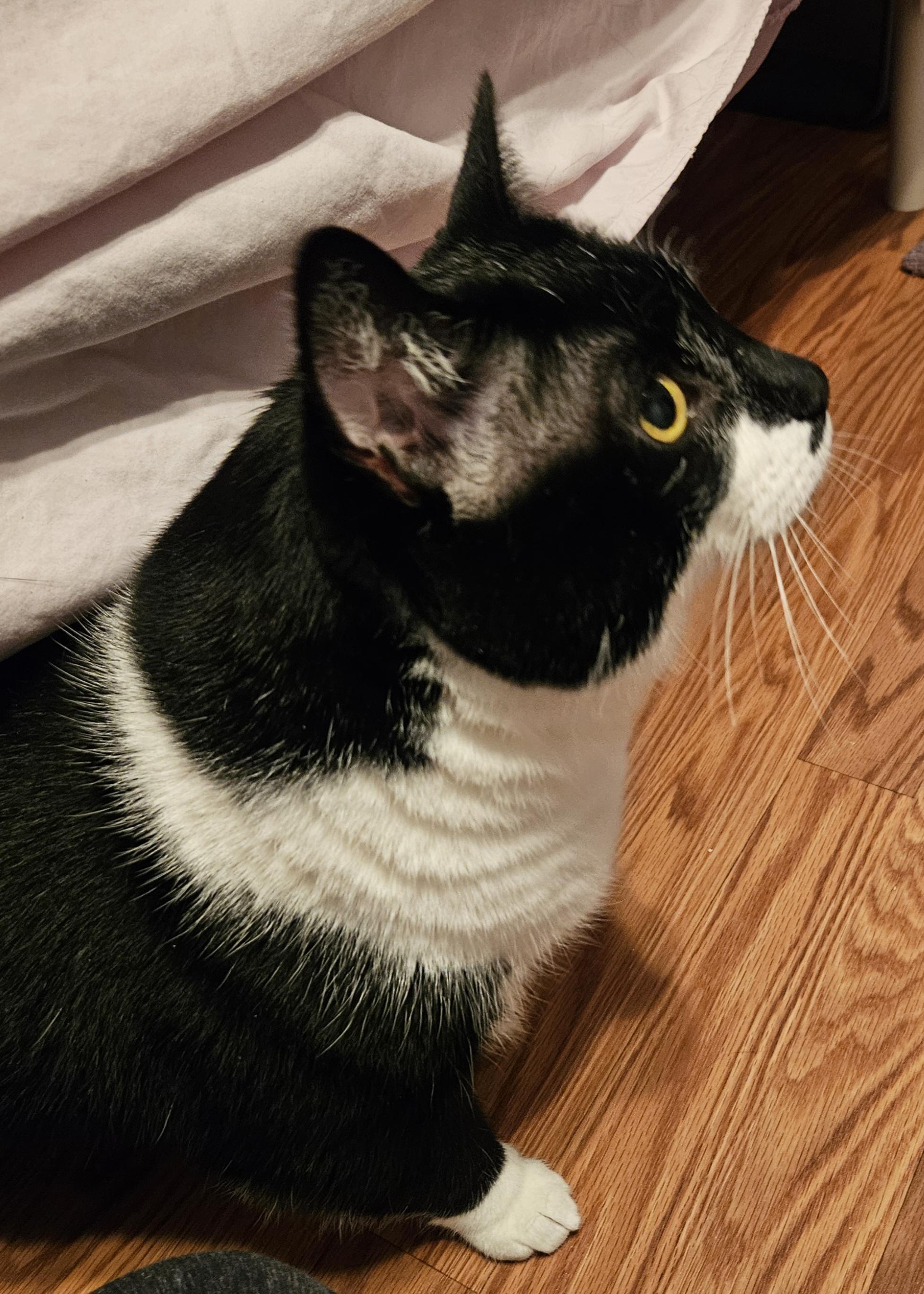 Venus & Serena-URGENT!, a Adoptable mixed breed in Berlin, CT image 2/5