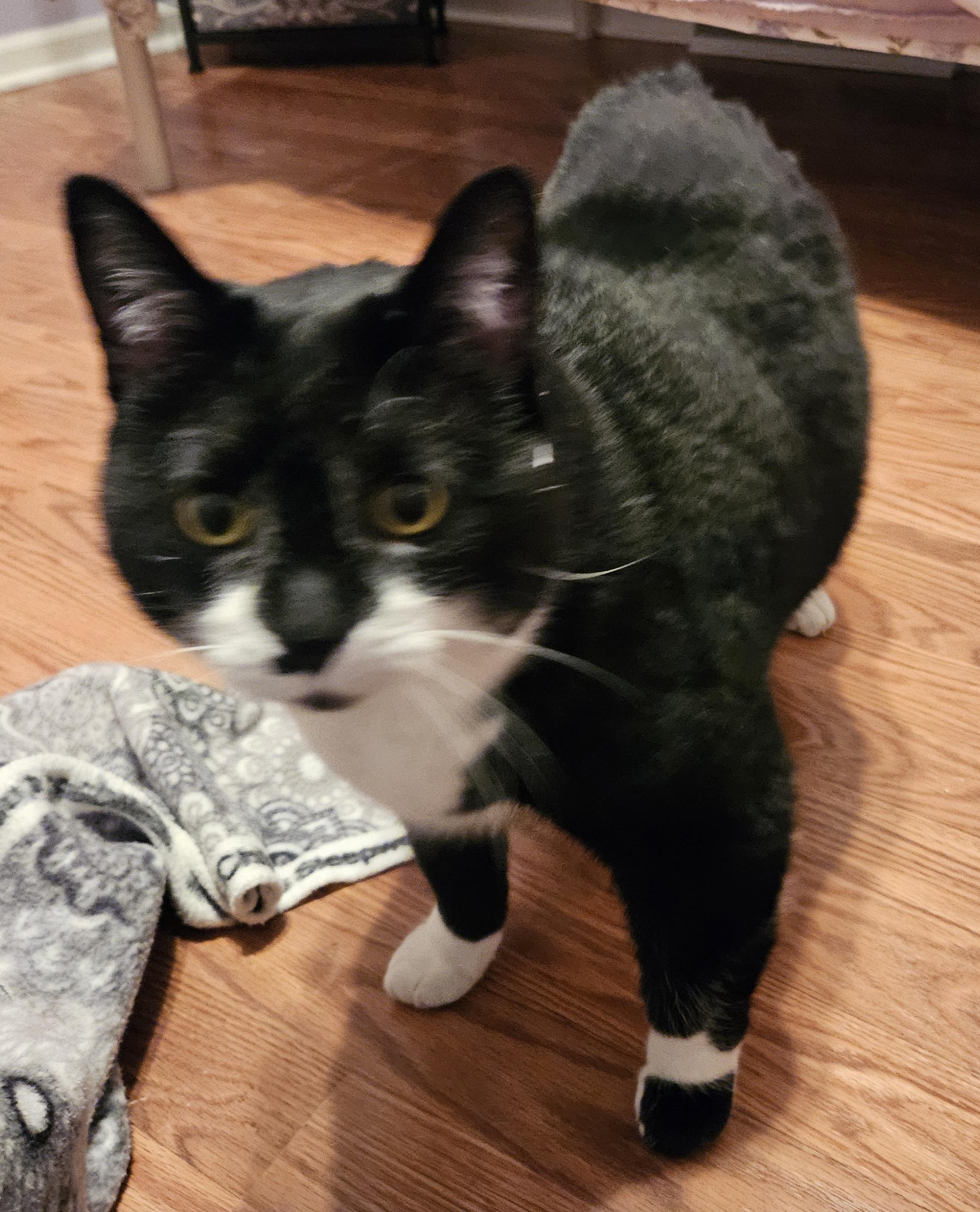 Venus & Serena-URGENT!, a Adoptable mixed breed in Berlin, CT image 3/5