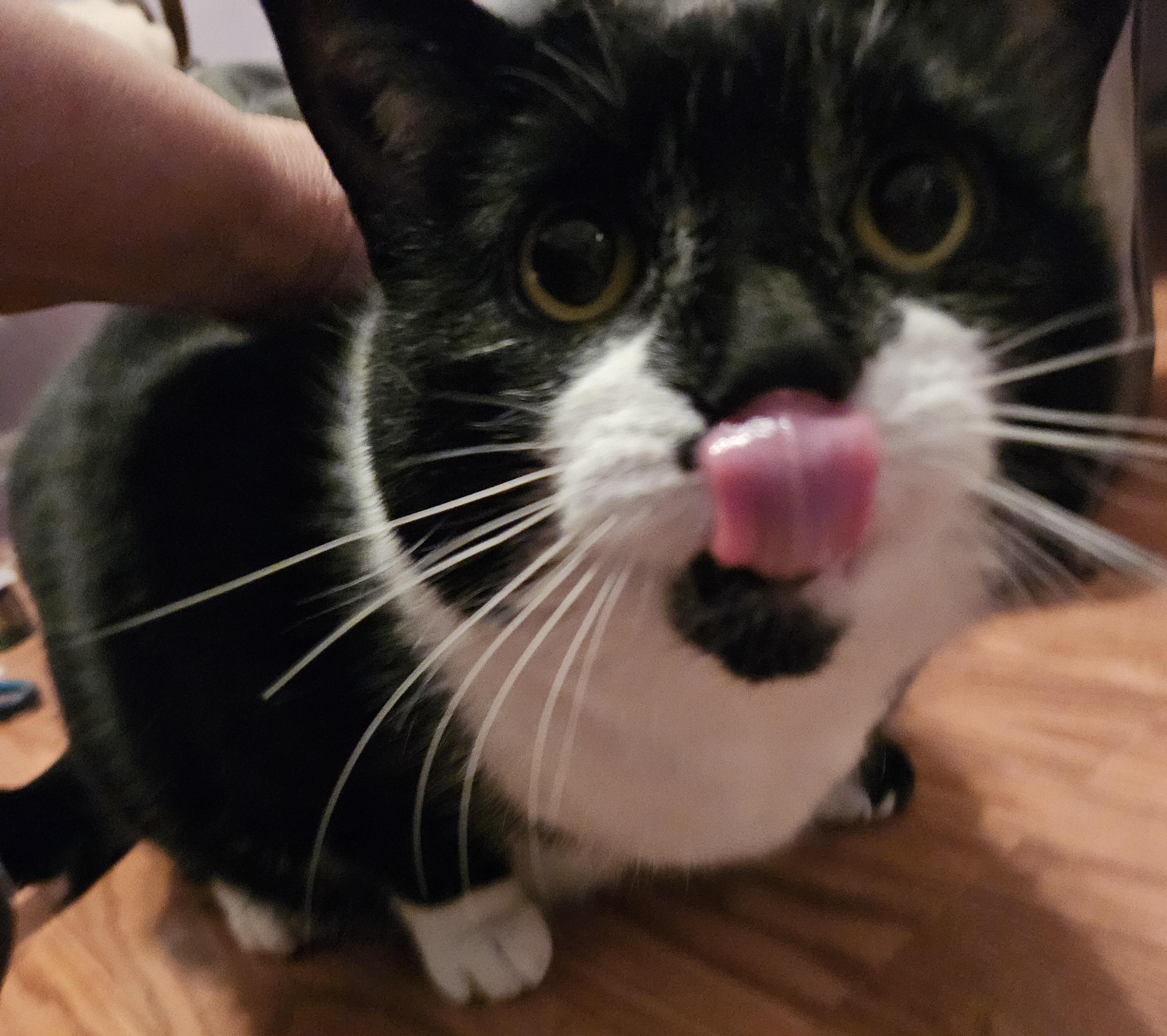 Venus & Serena-URGENT!, a Adoptable mixed breed in Berlin, CT image 4/5