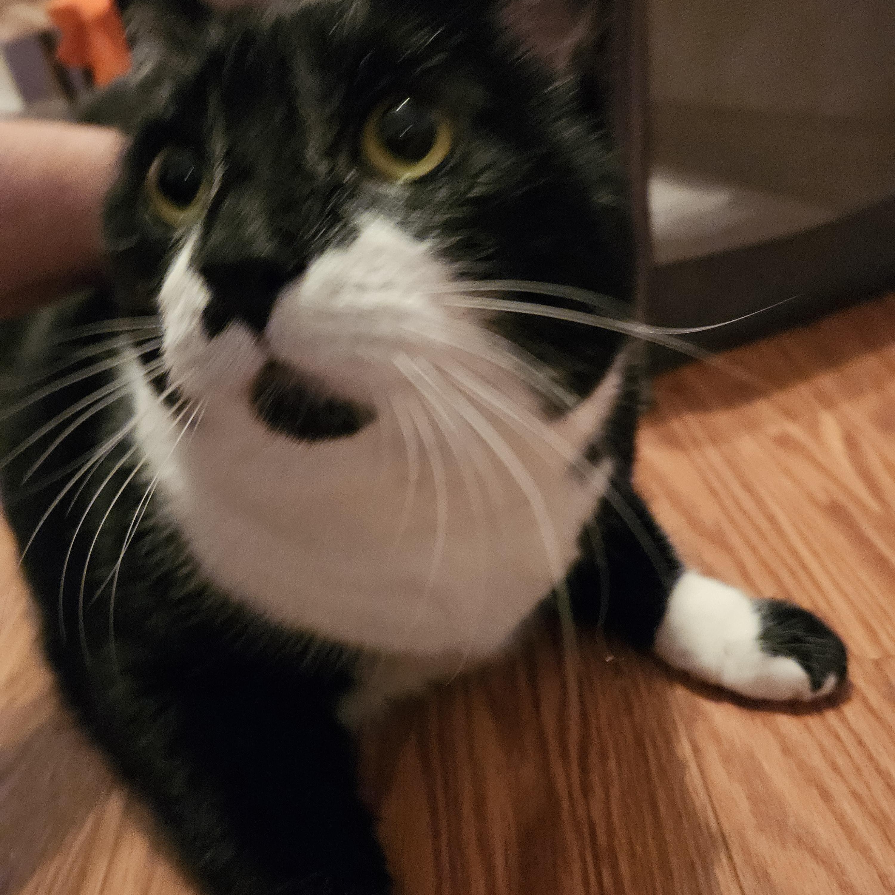 Venus & Serena-URGENT!, a Adoptable mixed breed in Berlin, CT image 5/5